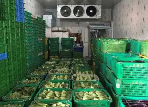 果蔬氣調(diào)保鮮冷庫為何要配套預冷間